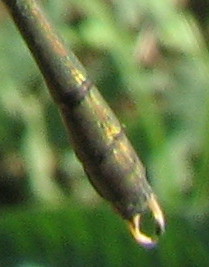 Chalcolestes viridis o parvidens?